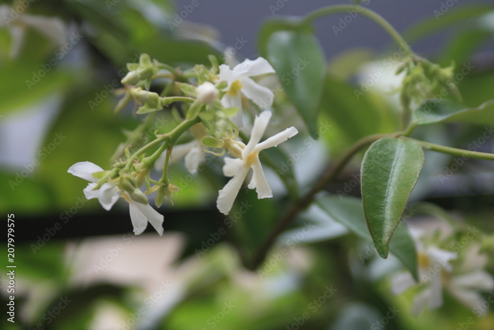 Naklejka premium fleur