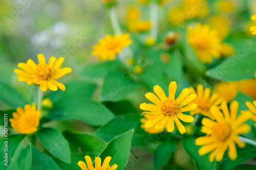 Little yellow star flower  Singapore dailsy  Melampodium Divaricatum with leaf green background and copy space