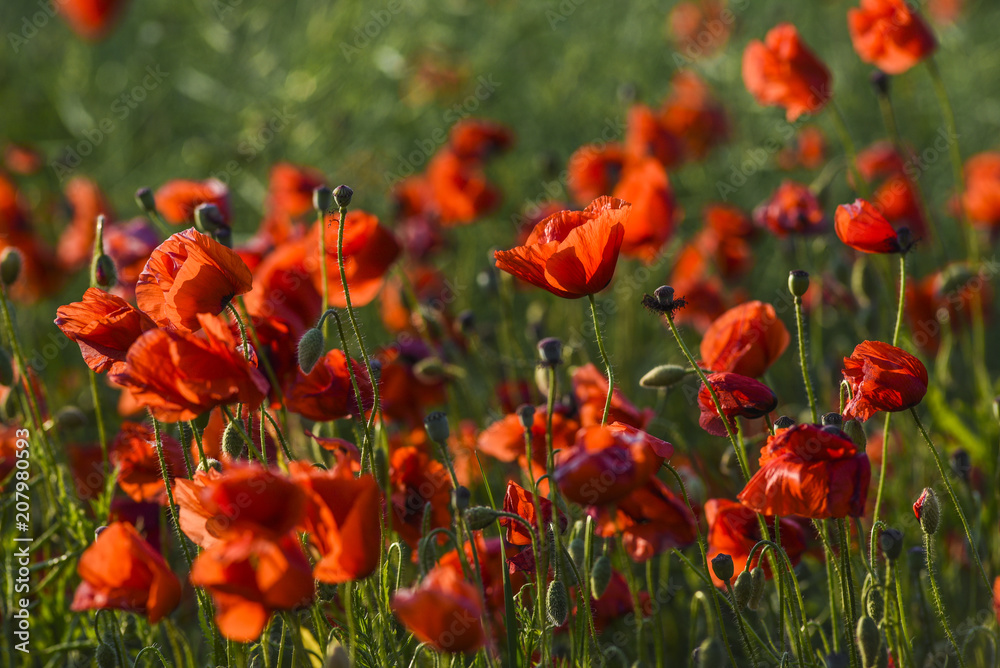 Obraz premium Beautiful poppies blooming in the summer field in Poland.