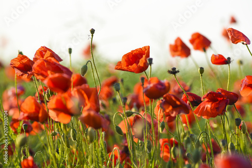 Fototapeta Naklejka Na Ścianę i Meble -  Beautiful poppies blooming in the summer field in Poland.