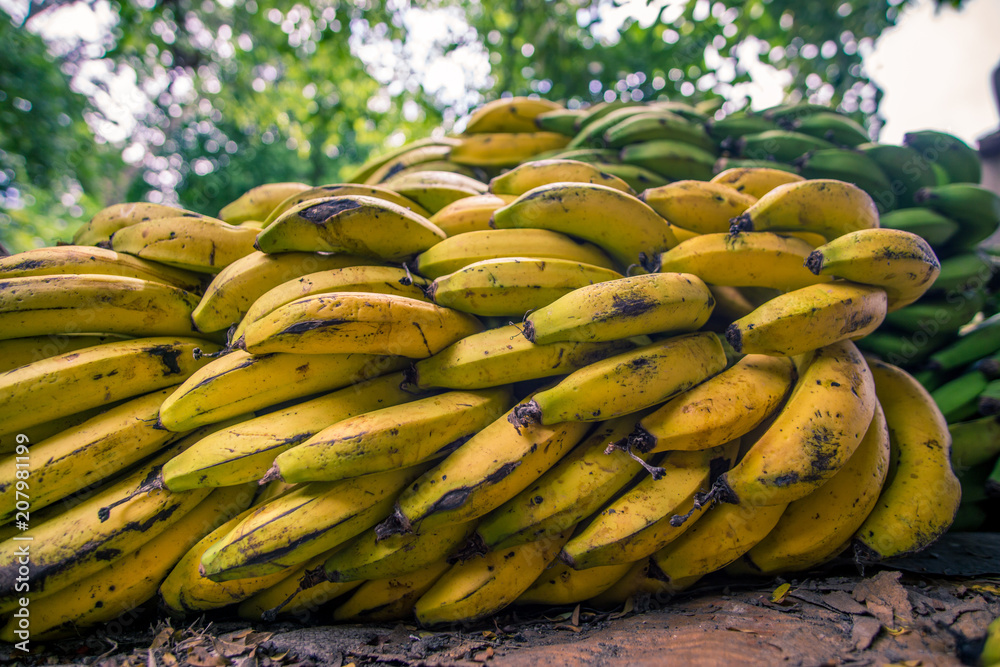 bananas, organic growing bananas on Tropical place