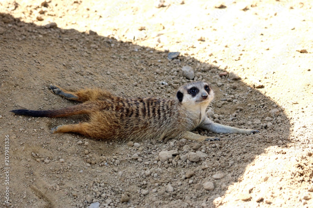 Fototapeta premium Meerkat
