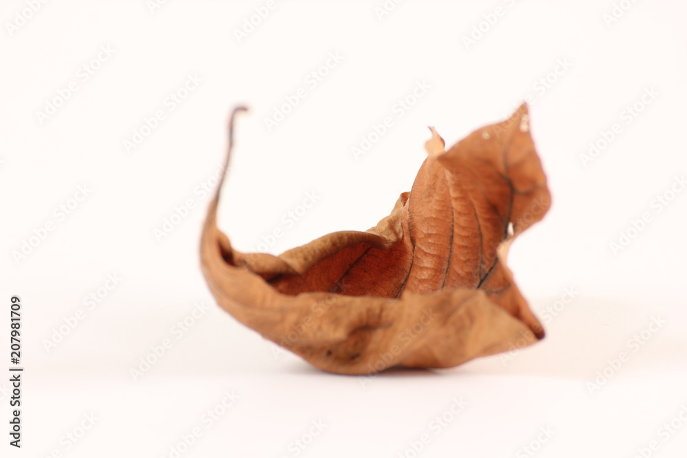 Leaf on a white background, studio shot Leaf on a white background, studio shot
