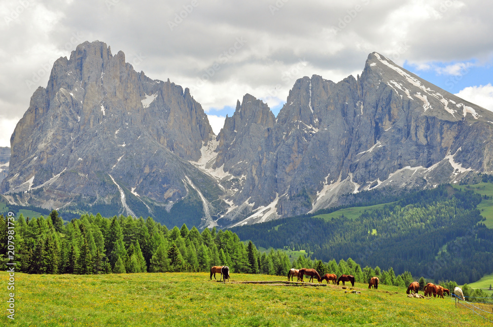 Horses in italian Alps