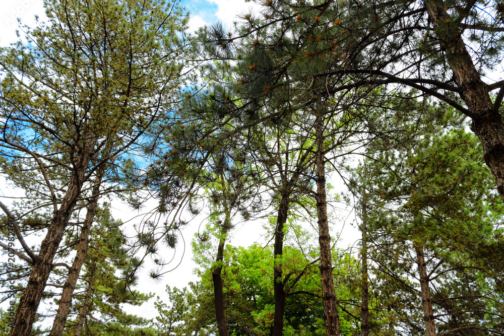 Fototapeta premium landscape