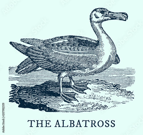 The albatross. Illustration after a vintage woodcut engraving from the early 19th century. Easy editable in layers