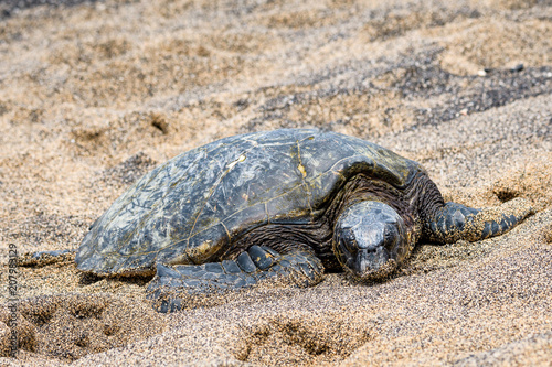 Hawaiian Green Sea Turtle pulled up out of the Pacific Ocean resting on a sandy beach in Kaloko-HonoKohau National Park, Hawaii 