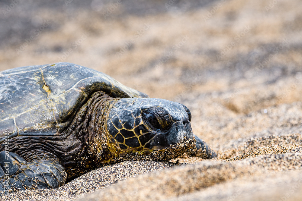 Close up of Hawaiian Green Sea Turtle pulled up out of the Pacific Ocean resting on a sandy beach in Kaloko-HonoKohau National Park, Hawaii
