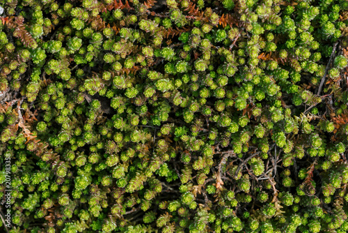 Small green succulents covered ground. Beautiful sedum in macro. Background of plants with copy space. photo