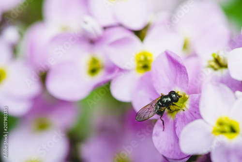 Fly on purple hesperis close-up in macro. Background of group of small violet flowers of nightviolet with copy space.