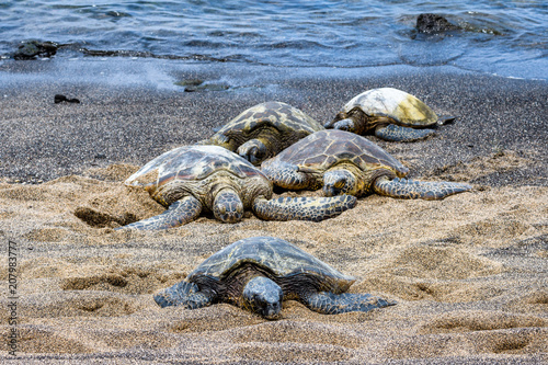 Hawaiian Green Sea Turtles pulled up out of the Pacific Ocean resting on a sandy beach in Kaloko-HonoKohau National Park, Hawaii 