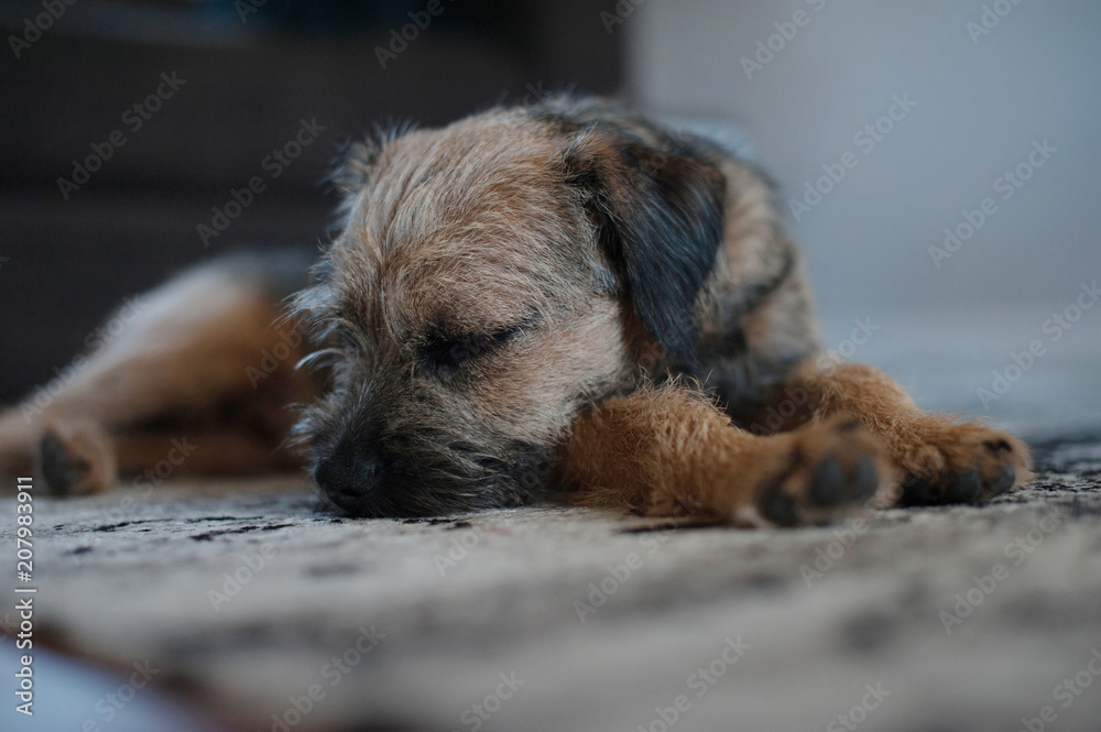 Sleeping Border Terrier puppy Sleeping Border Terrier puppy