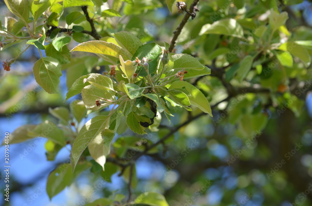 Fototapeta premium tree apple green