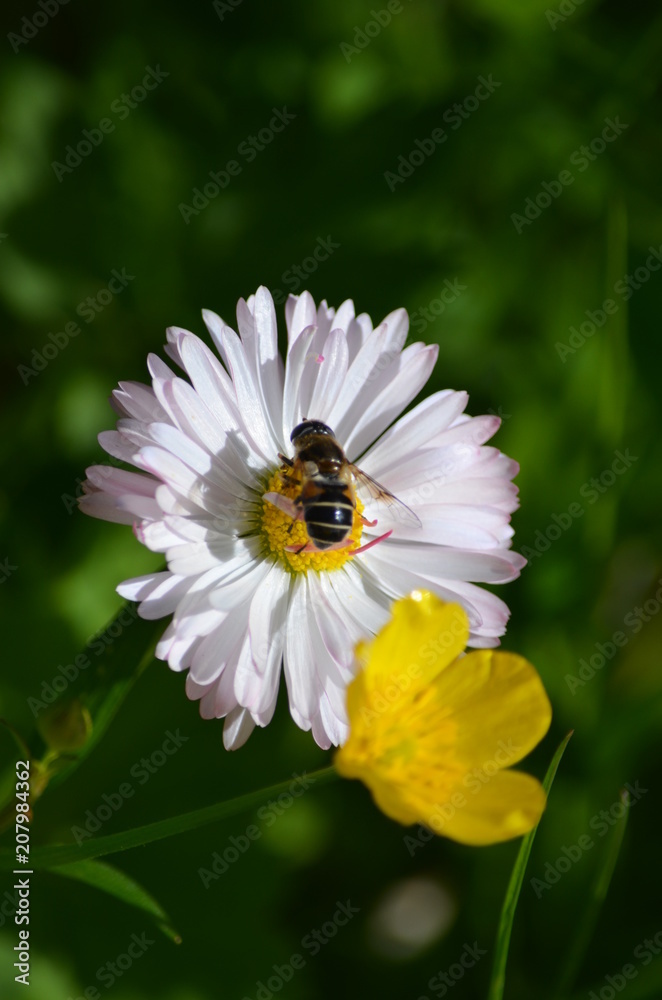 Obraz premium flowers bee