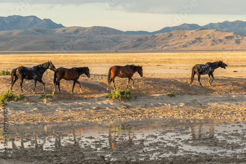 Herd of wild Horses in the Utah Desert in Summer