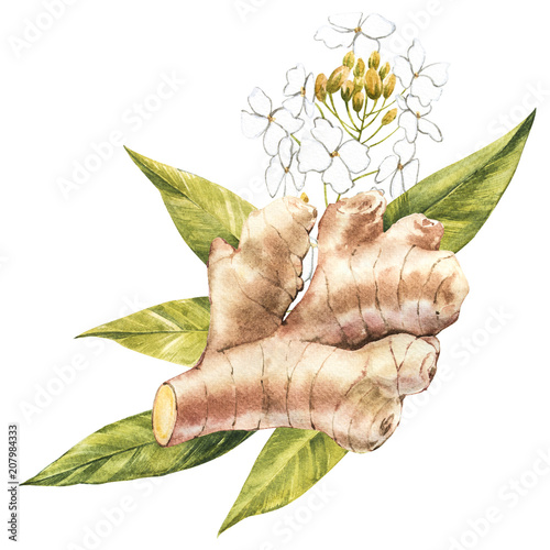 Hand Drawn Ginger watercolor sketch. Illustration For Food Design.