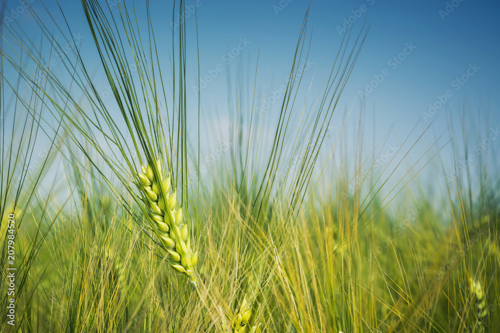 green, awning ear of barley on the field against the blue sky