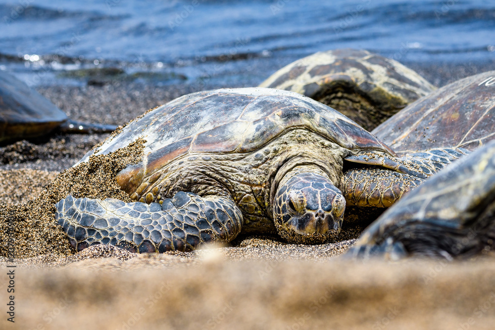 Hawaiian Green Sea Turtles pulled up out of the Pacific Ocean resting on a sandy beach in Kaloko-HonoKohau National Park, Hawaii
