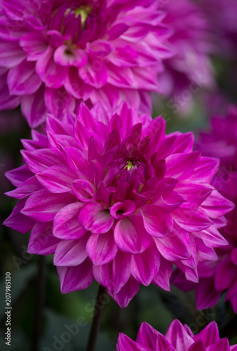 Fototapeta Naklejka Na Ścianę i Meble -  Beautiful pink Dahlia Flower 