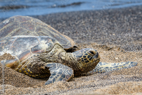Close up of Hawaiian Green Sea Turtle pulled up out of the Pacific Ocean resting on a sandy beach in Kaloko-HonoKohau National Park, Hawaii 