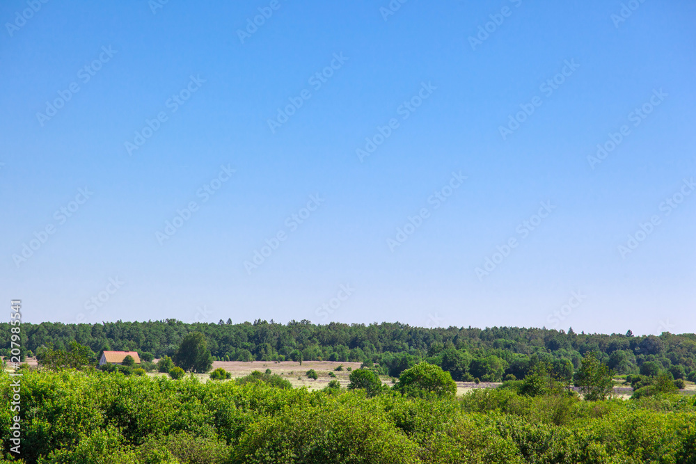 green meadow and forest under the blue sky