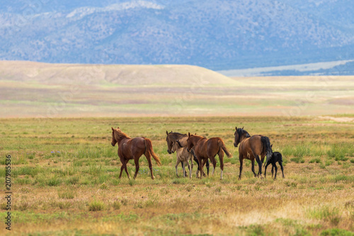 Herd of wild Horses in the Utah Desert in Summer