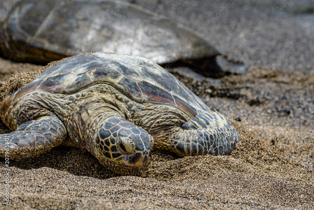 Obraz premium Hawaiian Green Sea Turtles pulled up out of the Pacific Ocean resting on a sandy beach in Kaloko-HonoKohau National Park, Hawaii 