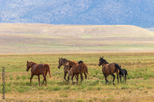 Herd of wild Horses in the Utah Desert in Summer