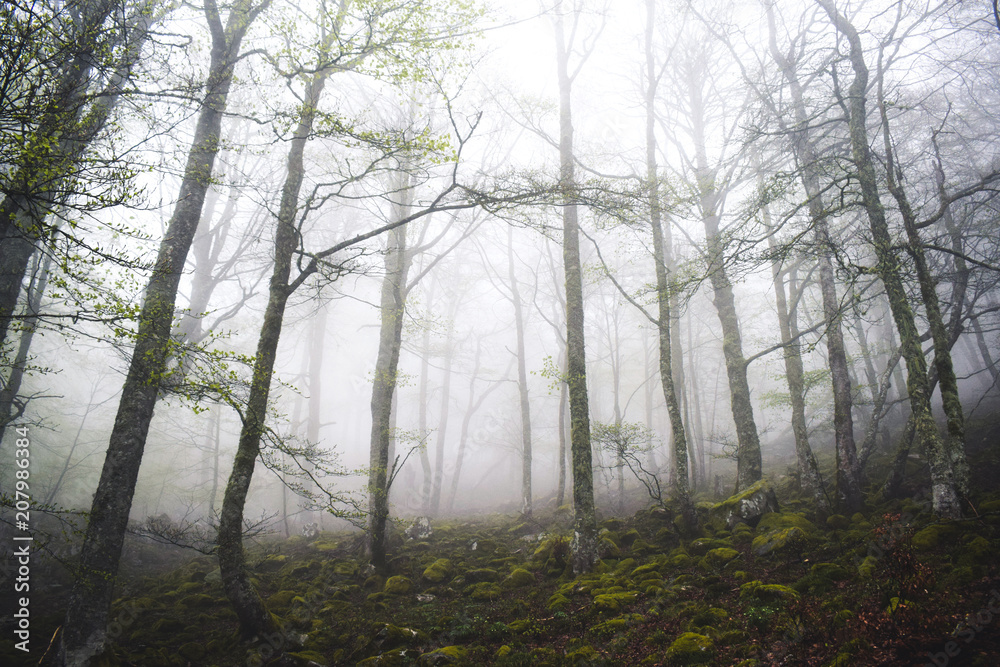 Obraz premium Bosque con niebla misteriosa en Asturias