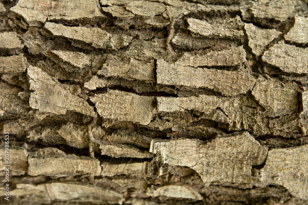 Fototapeta premium Tree bark texture background.