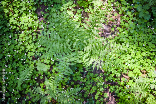 The leaves of the young fern in the spring forest. Green wild plant. Sunny day