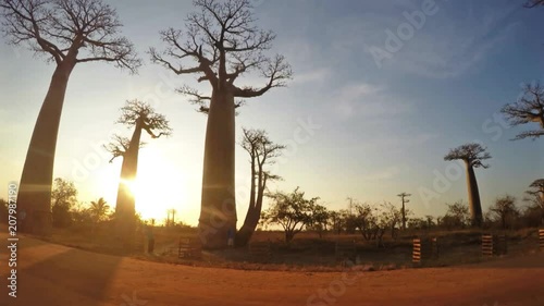 Time lapse of baobabs in morondava madagascar photo