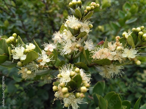Flor de arrayan photo