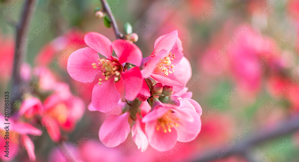 Obraz premium Beautiful pink flowers of Japanese quince. The blooming trees. Shallow depth of field.