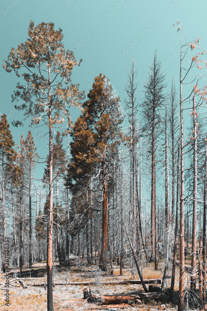 Fototapeta premium Kings Canyon National Park California