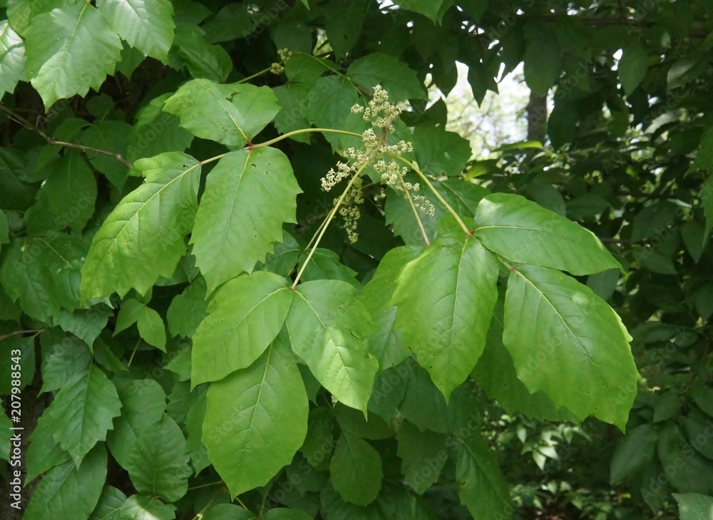 Poison Ivy flowers Poison Ivy flowers
