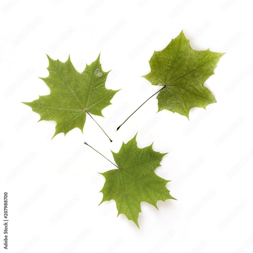 Green leaves on a isolated white background Green leaves on a isolated white background