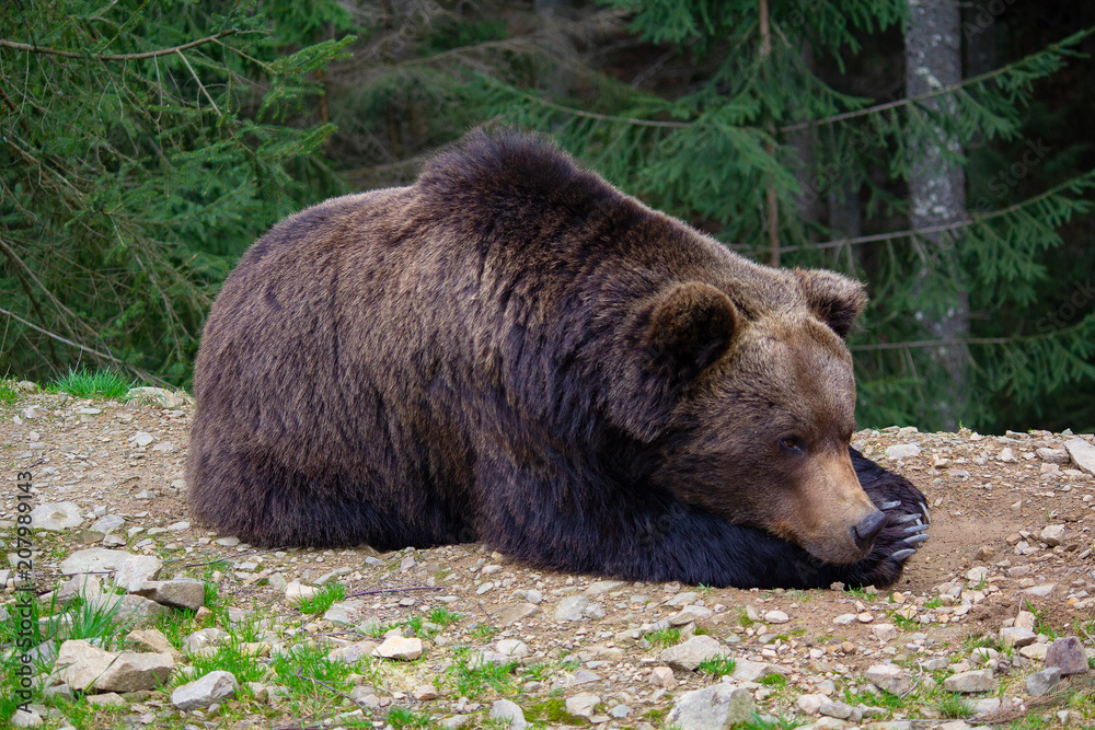 Brown bear sleeping on the ground. Animals