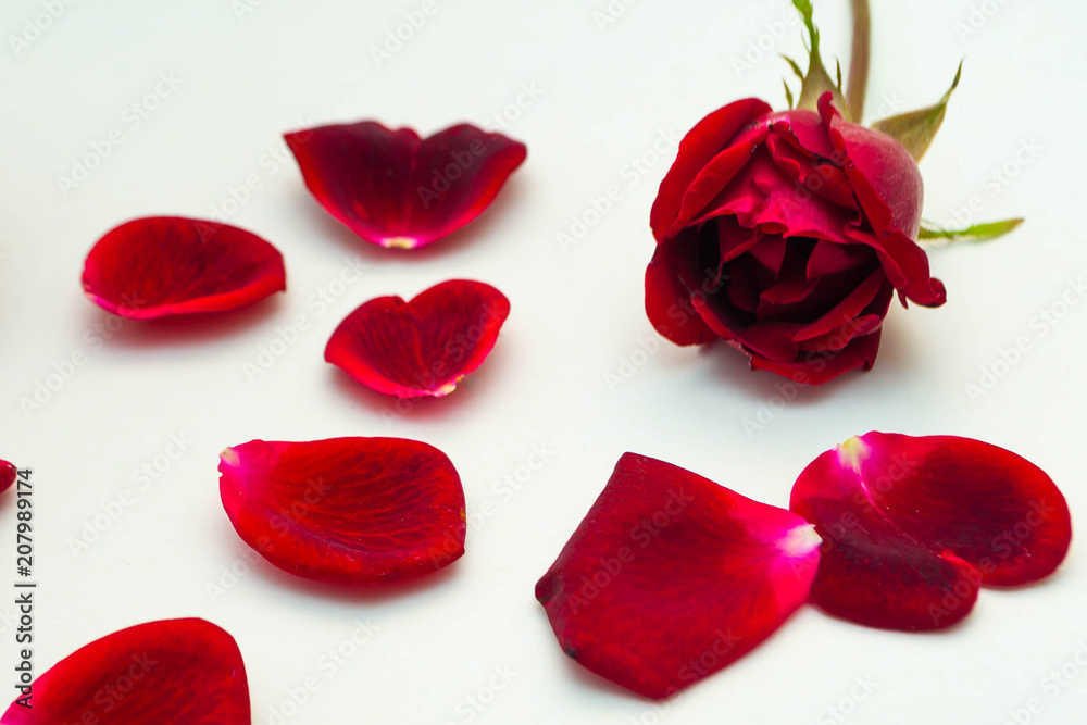 Red roses Red roses