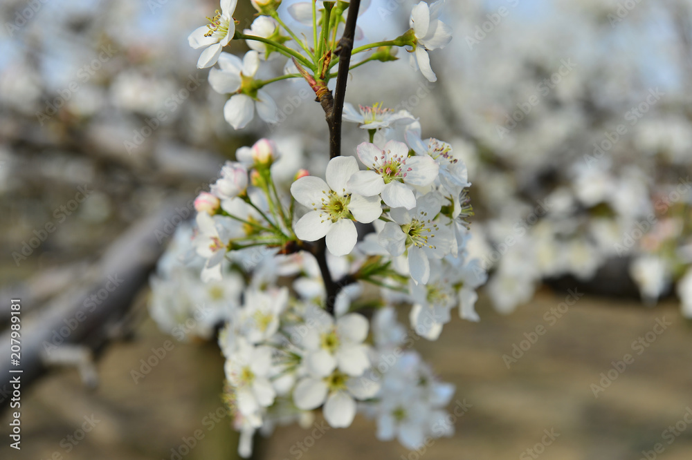 Pear flower in full bloom in spring Pear flower in full bloom in spring