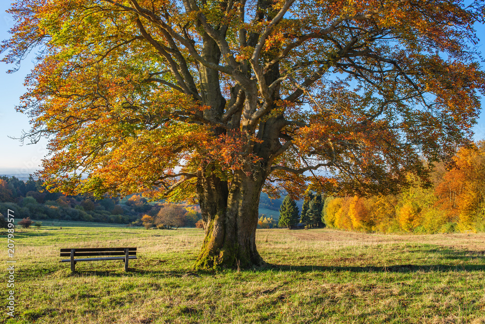 Baum ist groß und alt mit Sitzbank im Herbst zum entspannen Baum ist groß und alt mit Sitzbank im Herbst zum entspannen