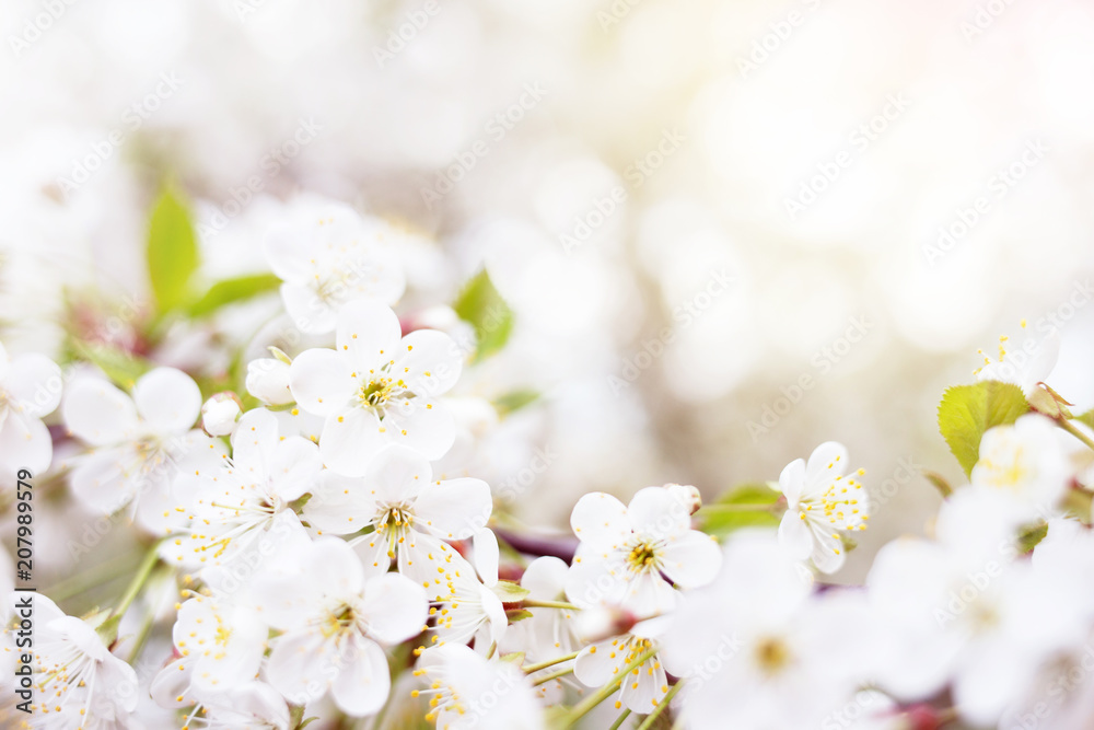 Blossoming branch of cherry tree. Spring background with white blooming branch.