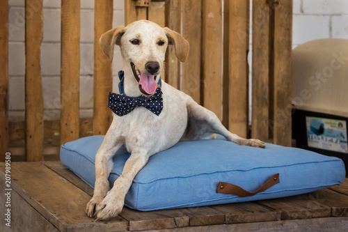 Perro grande recostado en un cojín azul con corbatín azul