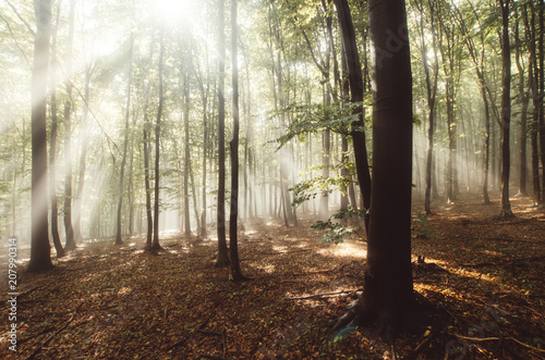 Magical Woods With Light Rays Through Fog photo