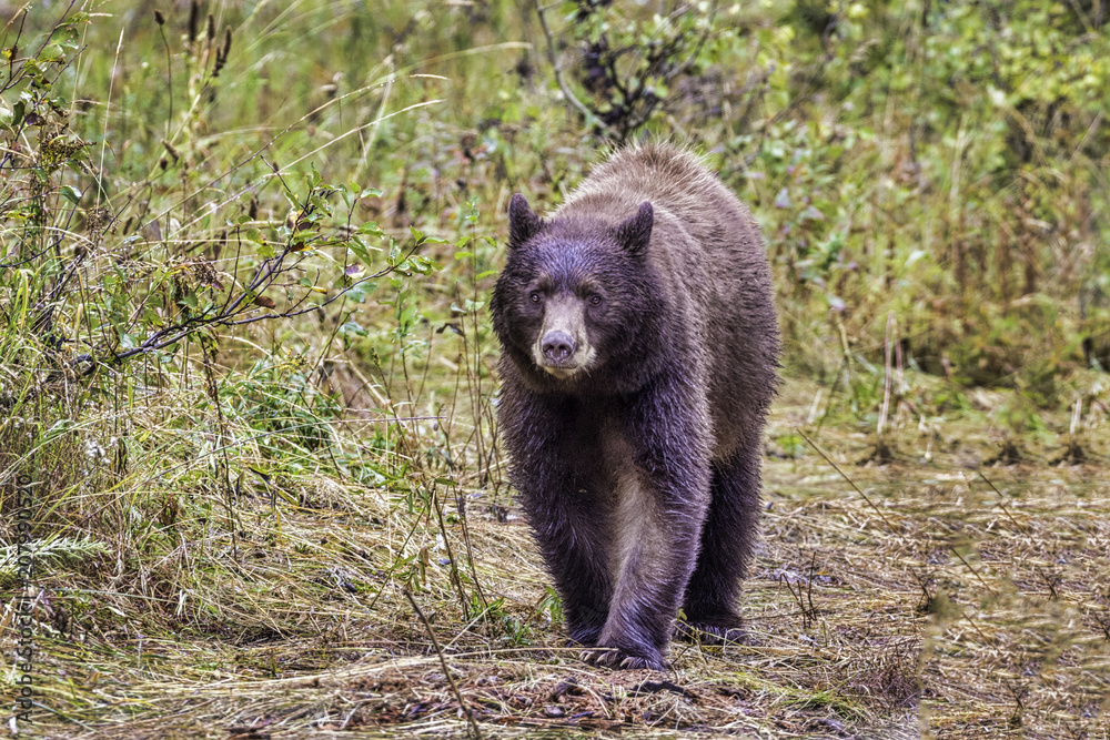 Grizzly checks out 30 photographers but leaves with cubs Grizzly checks out 30 photographers but leaves with cubs