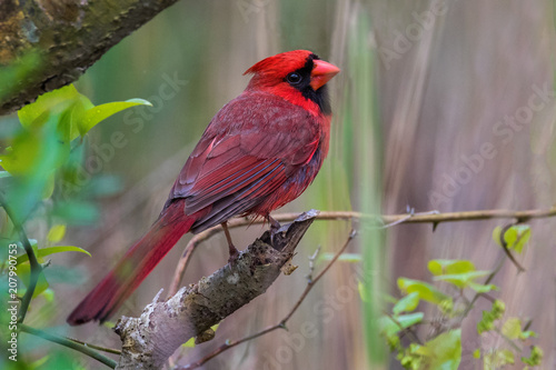 Juvenile Cardinal poses on branch © Alton Marsh