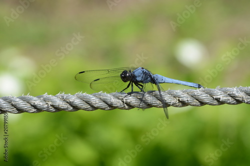 Male dragonfly / Blue-tailed forest hawk