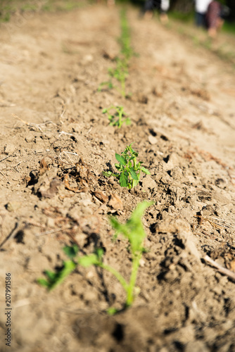 Young tomato plants in the field