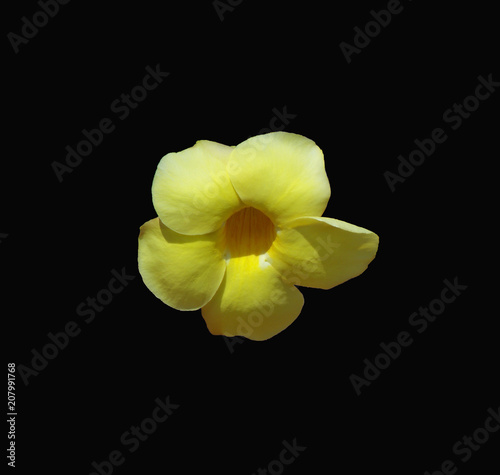 Isolated yellow Alamanda flower against a dramatic black background.