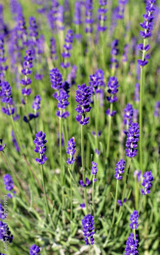 Obraz premium Gardening, cultivation,environment and care of aromatic plants concept: purple,fragrant and blooming buds of lavender flowers on a sunny day.